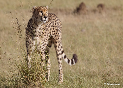 Gepard, Suche, Trawy