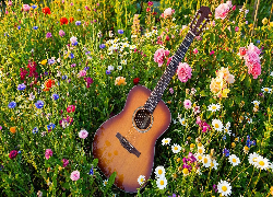 Gitara, Kwiaty, Łąka
