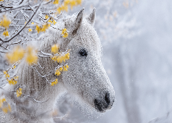 Biały, Koń, Gałązki, Grafika AI