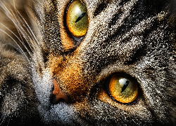 Kot, Oczy, Głowa, Zbliżenie, Grafika AI