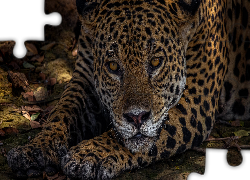 Jaguar, Głowa, Łapy