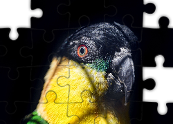 Papuga, Ptak, Głowa, Oko, Spojrzenie, Czarne tło