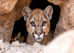 Puma, Jaskinia, AI