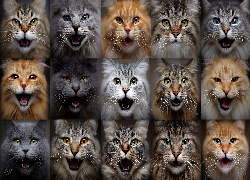 Koty, Głowy, Grafika AI