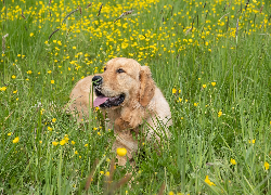 Trawa, Pies, Golden retriever
