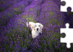 Pies, Golden retriever, Kwiaty, Lawenda