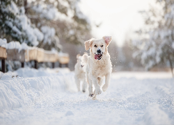 Pies, Golden retriever, Zima, Śnieg
