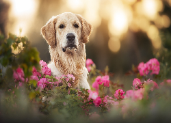 Pies, Golden retriever, Mordka, Kwiaty