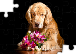 Pies, Golden retriever, Łapy, Bukiet, Kwiaty