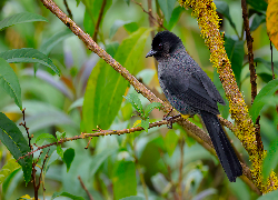 Ptak, Goleńczyk ciemny, Gałązka, Liście