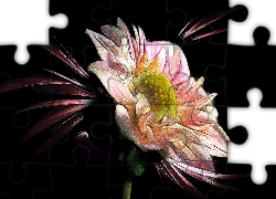 Kwiat, Dalia, Grafika, Ciemne, Tło