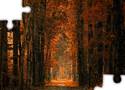 Las, Drzewa, Droga, Jesień, Liście, Grafika