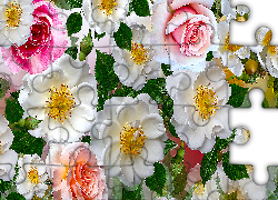 Kwiaty, Róże, Dzikie róże, Grafika