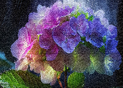 Kwiaty, Hortensje, Deszcz, Grafika