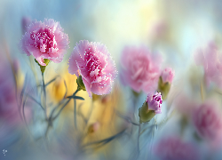 Goździki, Różowe, Kwiaty, Pąk, Grafika AI