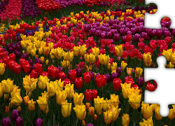 Tulipany, Kolorowe, Kwiaty, Żółte, Czerwone