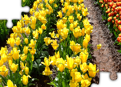 Kolorowe, Żółte, Tulipany