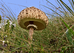 Grzyb, Czubajka kania, Trawa, Źdźbło