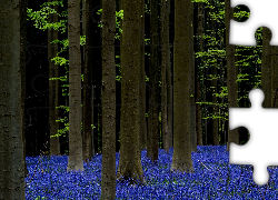 Las, Drzewa, Kwiaty, Hiacyntowce, Las Hallerbos, Belgia