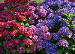 Kwiaty, Kolorowe, Hortensje