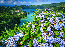 Kwiaty, Hortensje, Jeziora, Jezioro Azul, Jezioro Verde, Azory, Portugalia