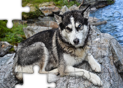 Pies, Siberian husky, Kamień