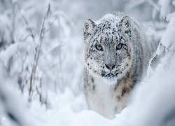 Irbis śnieżny, Zima, Śnieg, Grafika AI