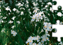 Kwiaty, Biało-żółte, Irysy japońskie