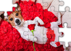 Płatki, Róża, Jack Russell terrier