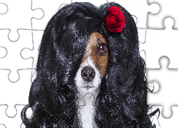 Pies, Jack Russell terrier, Peruka, Róża