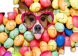 Pies, Jack Russell terrier, Okulary, Język, Wielkanoc, Pisanki