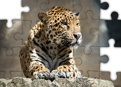 Jaguar, Drewno