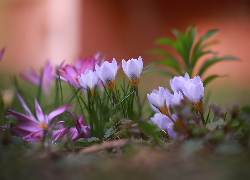 Jasnofioletowe, Fioletowe, Krokusy, Kwiaty