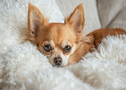 Chihuahua, Futrzany, Pled, Grafika