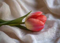 Jasnoczerwony, Tulipan, Materiał, Biały, AI