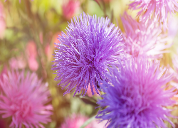 Jasnofioletowe, Astry chińskie