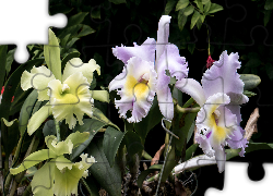 Kwiaty, Liście, Orchidea, Storczyki