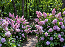 Kwitnące, Jasnofioletowe, Kwiaty, Krzewy, Drzewa