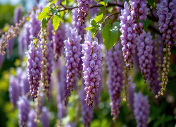 Jasnofioletowe, Kwiaty, Gałązki, Listki