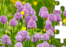 Jasnofioletowe, Kwiaty