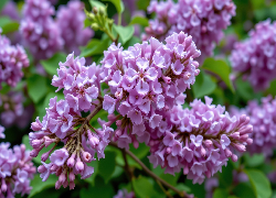 Jasnofioletowe, Kwiaty, Gałązki