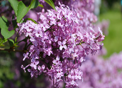 Kwitnący, Jasnofioletowy, Bez, Lilak, Zbliżenie