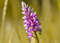 Jasnofioletowy, Kwiat, Storczyk kukawka