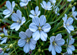 Jasnoniebieskie, Rozwinięte, Kwiaty