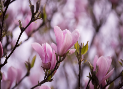 Magnolia, Drzewo, Gałązki, Jasnoróżowe, Kwiaty, Listki, Rozmycie