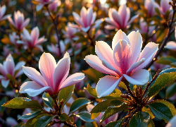 Magnolie, Jasnoróżowe, Zbliżenie