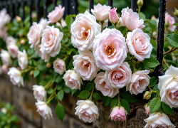 Kwiaty, Jasnoróżowe, Pnące, Róże, Ogrodzenie