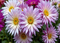 Różowe, Rozwinięte, Kwiaty