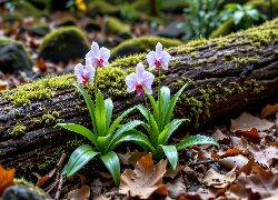 Jasnoróżowe, Storczyki, Listki, Kłoda, Mech
