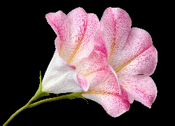 Kwiat, Jasnoróżowy, Czarne, Tło, AI